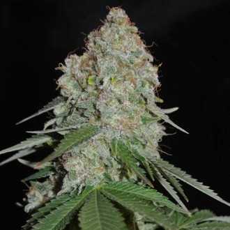 White Widow Original (Sumo Seeds) Feminiserede