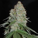 White Widow Original (Sumo Seeds) Feminiserede
