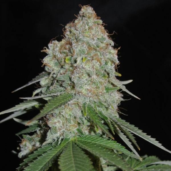 White Widow Original (Sumo Seeds) Feminiserede