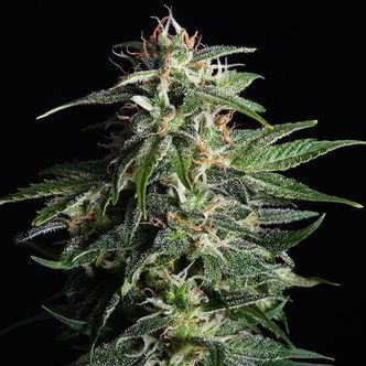 Swiss Dream Auto CBD (Kannabia) feminiserede cannabisfr&oslash;