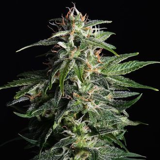 Swiss Dream Auto CBD (Kannabia) Feminiserede