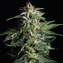 Swiss Dream Auto CBD (Kannabia) Feminiserede