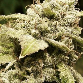Gorilla x White Widow (Expert Seeds) Feminiserede