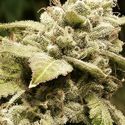 Gorilla x White Widow (Expert Seeds) Feminiserede