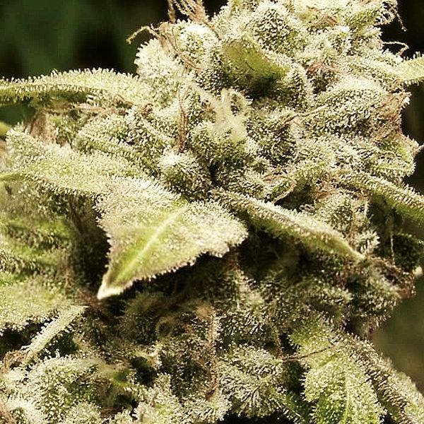 Gorilla x White Widow (Expert Seeds) Feminiserede