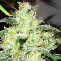 Gorilla x Cheese (Expert Seeds) Feminiserede