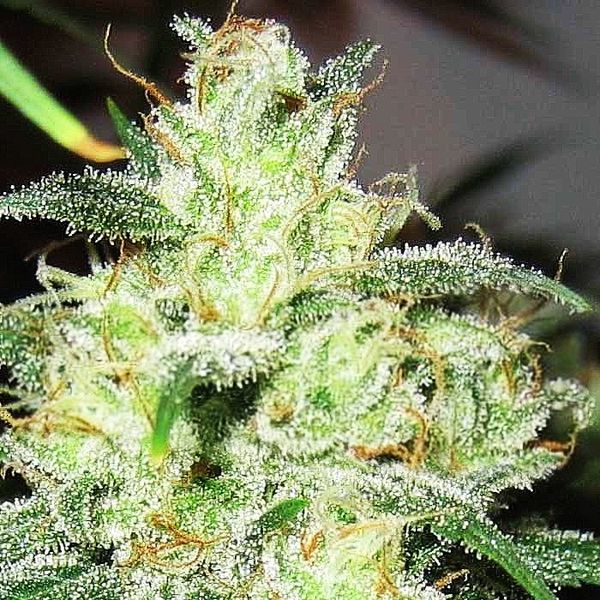 Gorilla x Cheese (Expert Seeds) Feminiserede