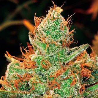 Gorilla x Lilly (Expert Seeds) Feminiserede