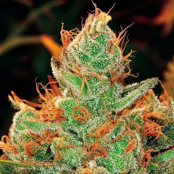 Gorilla x Lilly (Expert Seeds) Feminiserede
