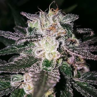 Gorilla Cookies (Expert Seeds) feminiserede cannabisfr&oslash;