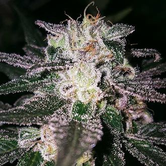 Gorilla Cookies (Expert Seeds) Feminiserede