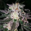 Gorilla Cookies (Expert Seeds) Feminiserede