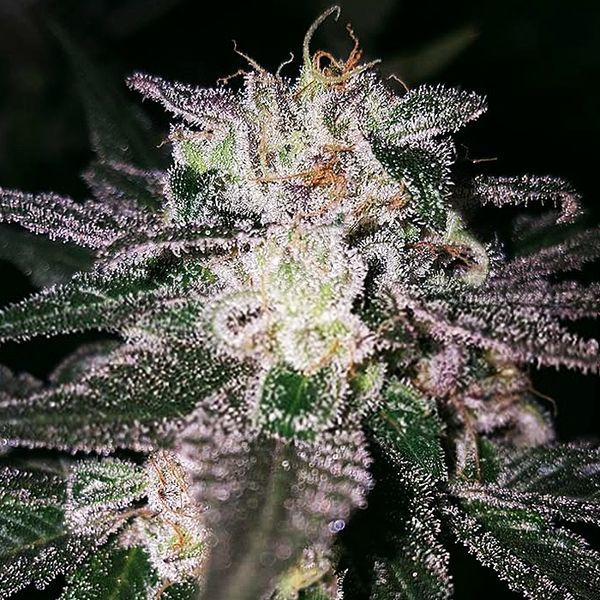 Gorilla Cookies (Expert Seeds) Feminiserede