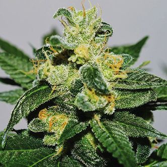 White Gold (Expert Seeds) feminiserede