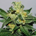 White Gold (Expert Seeds) Feminiserede