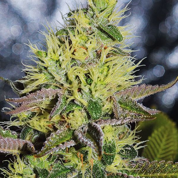 Sweet Zombie (Expert Seeds) Feminiserede