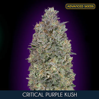 Critical Purple Kush (Advanced Seeds) feminiserede cannabisfr&oslash;