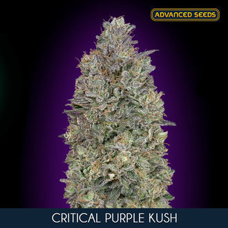 Critical Purple Kush (Advanced Seeds) Feminiserede