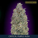 Critical Purple Kush (Advanced Seeds) Feminiserede