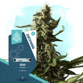 GG4 Automatic (Zamnesia Seeds) Feminiserede