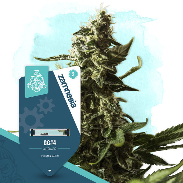 GG#4 Autoflower (Zamnesia Seeds) Feminiserede