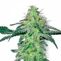 White Skunk (White Label) Feminiserede