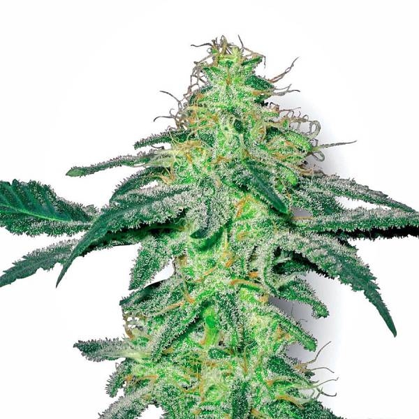 White Skunk (White Label) Feminiserede