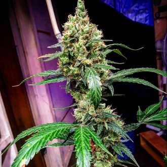 Mandarine Dream XL Auto (BSB Genetics) Feminiserede