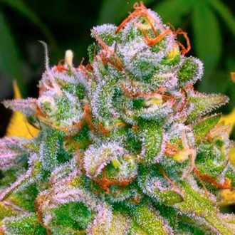 24K Tangie (BSB Genetics) Feminiserede