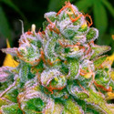 24K Tangie (BSB Genetics) Feminiserede