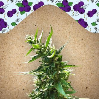 Dream Berry (Female Seeds) feminiserede cannabisfr&oslash;