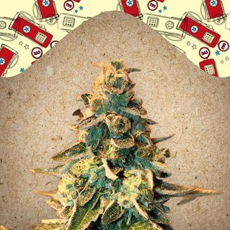 Chem OG (Female Seeds) feminiserede cannabisfr&oslash;