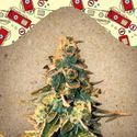 Chem OG (Female Seeds) Feminiserede