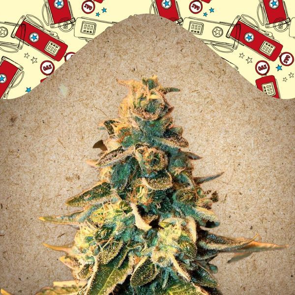 Chem OG (Female Seeds) Feminiserede