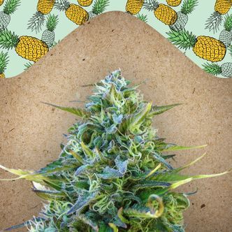 Critical Sour (Female Seeds) feminiseret