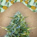 Critical Sour (Female Seeds) Feminiserede