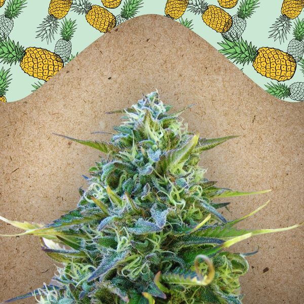 Critical Sour (Female Seeds) Feminiserede