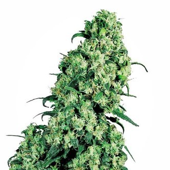 Skunk 1 (White Label) feminiserede cannabisfr&oslash;