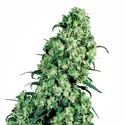 Skunk 1 (White Label) Feminiserede