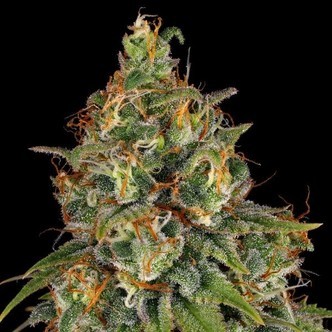 Strawberry AK (Serious Seeds) feminiserede cannabisfr&oslash;