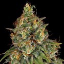 Strawberry AKeil (Serious Seeds) Feminiserede