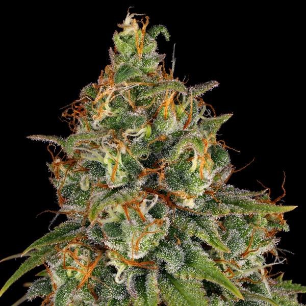 Strawberry AKeil (Serious Seeds) Feminiserede