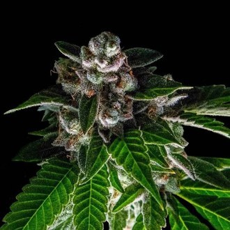 Bakers Delight (DNA Genetics) Feminiserede