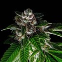 Bakers Delight (DNA Genetics) Feminiserede