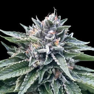 Sorbet 4 (DNA Genetics) Feminiserede