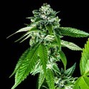 Sorbet Dreams (DNA Genetics) Feminiserede