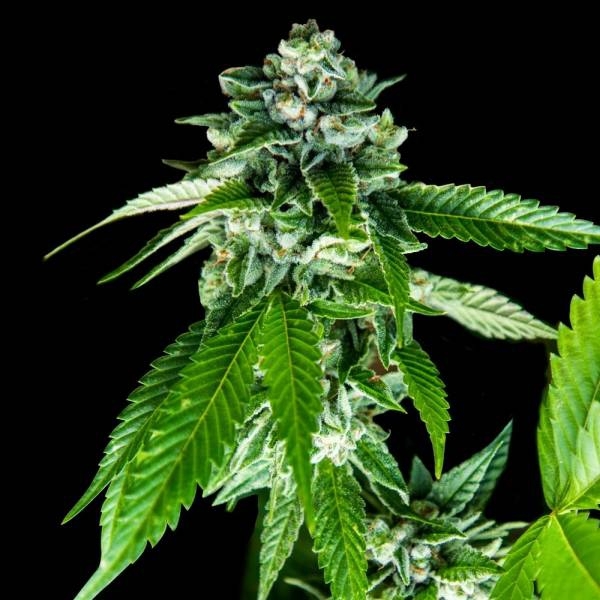 Sorbet Dreams (DNA Genetics) Feminiserede