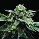 Sorbet Stash (DNA Genetics) Feminiserede