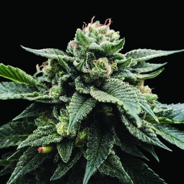 Sorbet Stash (DNA Genetics) Feminiserede