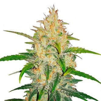Zkittlez Auto (FastBuds) feminiserede